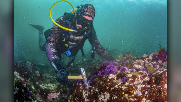 Crushing Urchins - Saving Kelp Forests 
