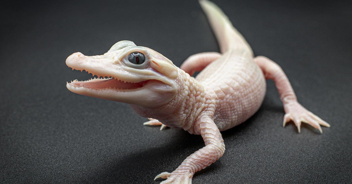 Изключително рядък бял левцистичен алигатор с мигащи сини очи, роден във Флорида