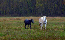 Extended Nature Video: Wild horses in the Ozarks 