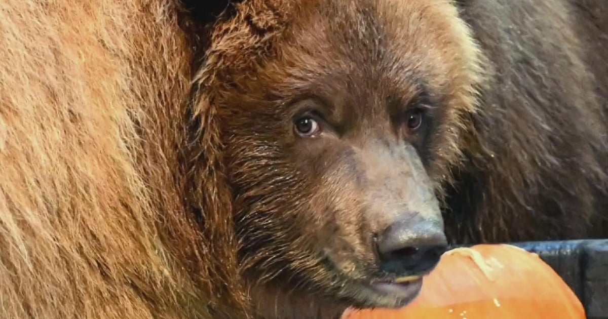 Brookfield Zoo to debut rescued Alaskan brown bears CBS Chicago