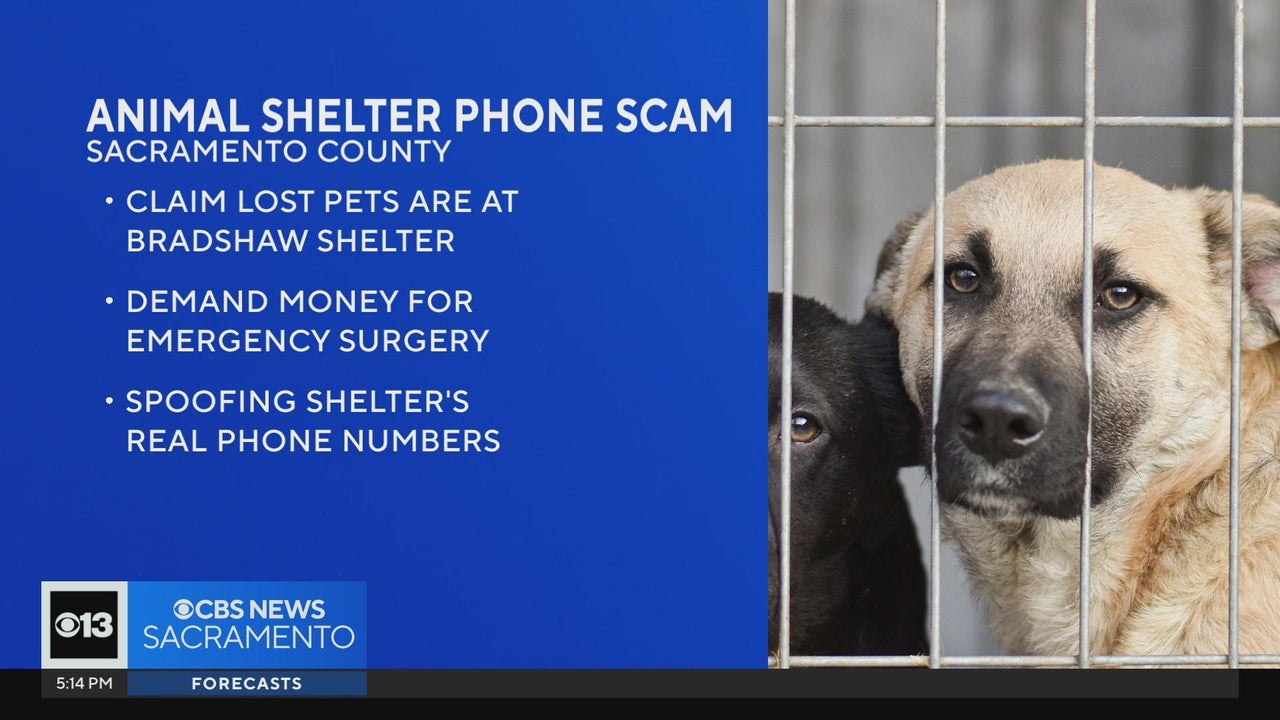 Animal shelter sales phone number