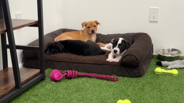 Three puppies lay on a dog bed surrounded by toys and a food dish. 