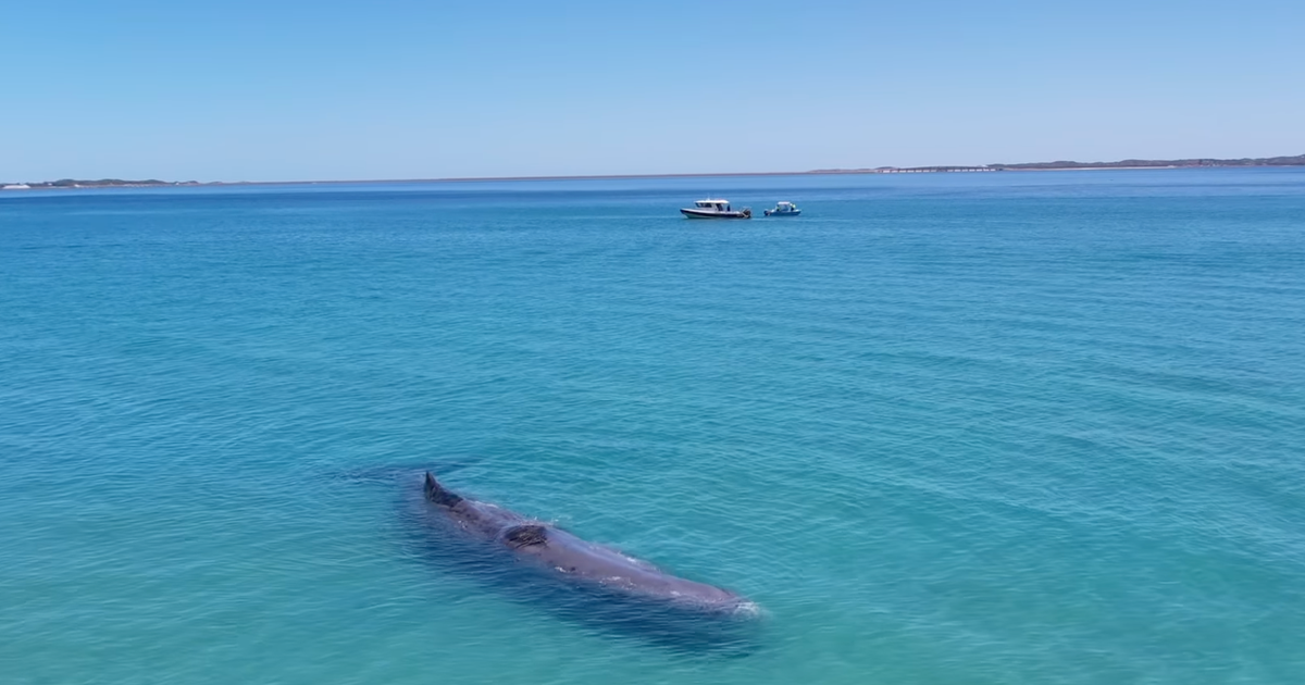 30-ton whale filmed swimming with beachgoers dies after stranding
