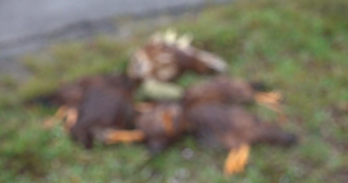 Neighbors in SW Miami-Dade fed up with carcasses in general public areas Neighbors in SW Miami-Dade fed up with carcasses in general public areas