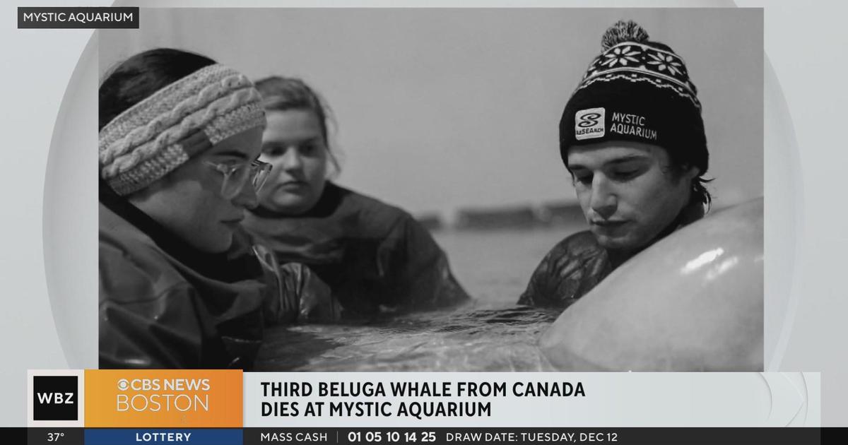 Third Marineland beluga that moved to U.S. aquarium dies