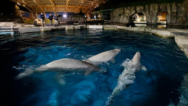 Aquarium Belugas 