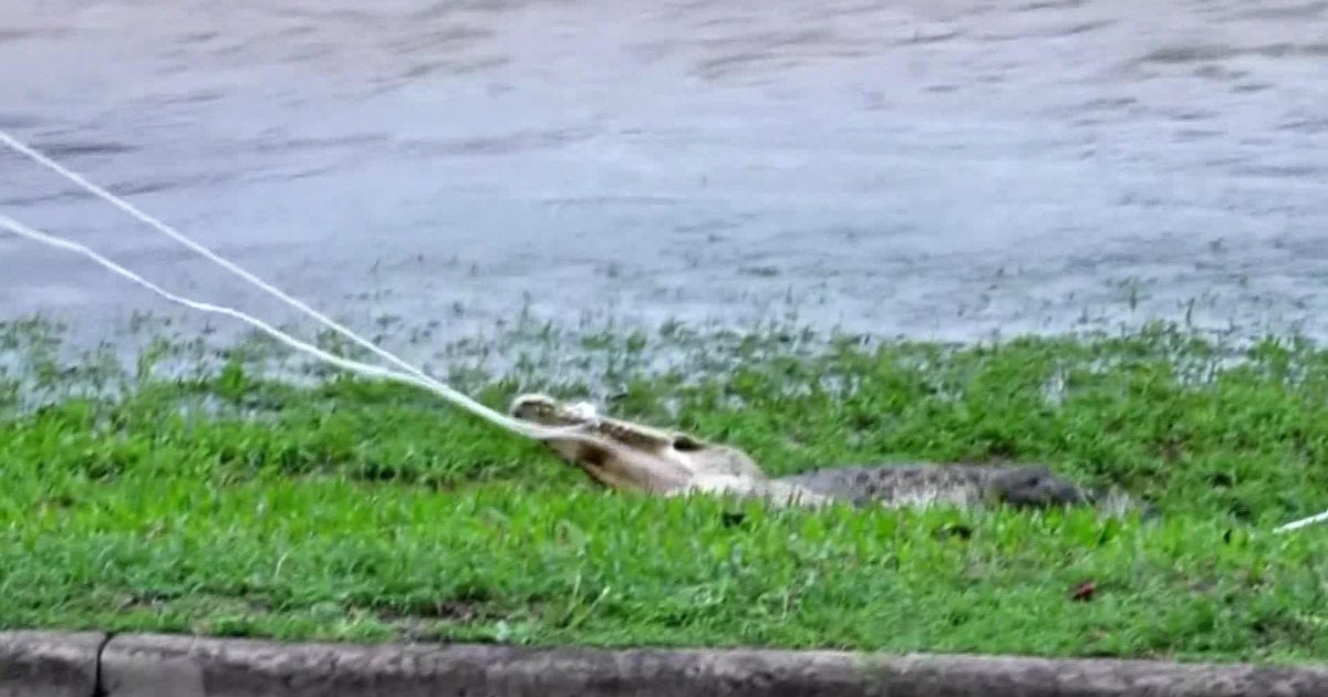Video shows Crocodile thrashing while being pulled out of Australia