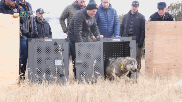 colorado-wolf-release-polis.png 