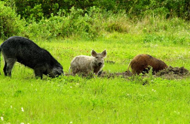 Three feral pigs are pictured lounging and rooting in a grassy clearing 