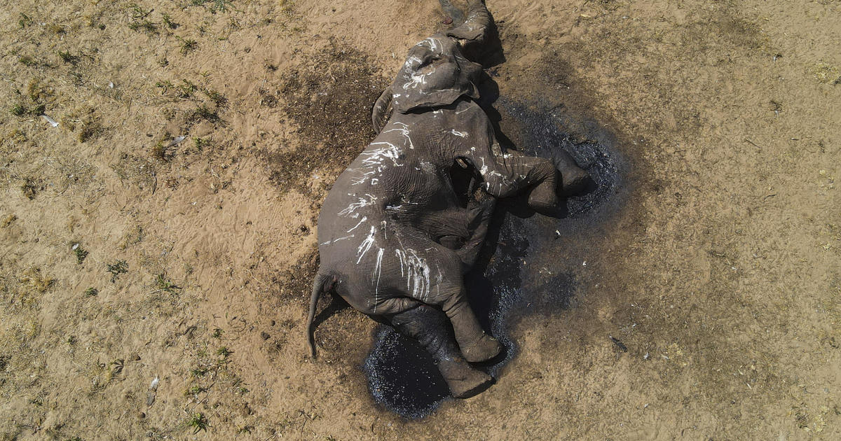 Най-малко 100 смъртни случая на слона в националния парк на Зимбабве, дължащи се на сушата, изменението на климата