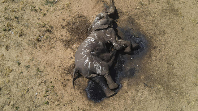 Zimbabwe Dead Elephants 