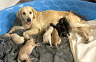 painted-dog-foster-mom-cassie-and-puppies-from-jami.jpg 