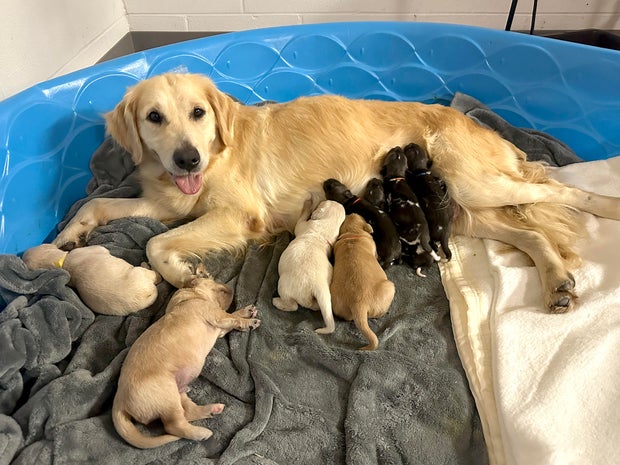 painted-dog-foster-mom-cassie-and-puppies-from-jami.jpg
