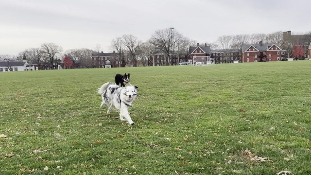 Two-year-old Atlas, a blue merle border collie, and 5-month-old Reed, a border collie, run in a grassy field. 