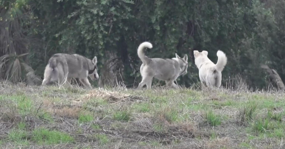 Stockton woman helps litter of huskies dumped at old golf course