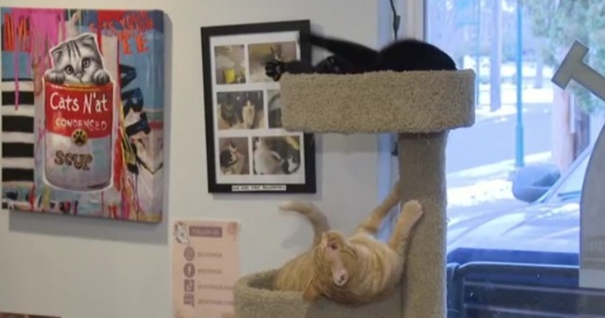 Cat lovers, book lovers come together at new Pittsburg store, Local News