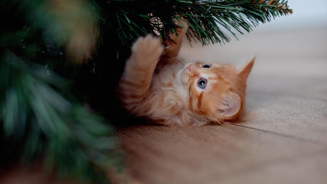 cat sitting at little christmas tree . Cute kitty relaxing under festive christmas tree. Winter holidays. Pet and holiday 