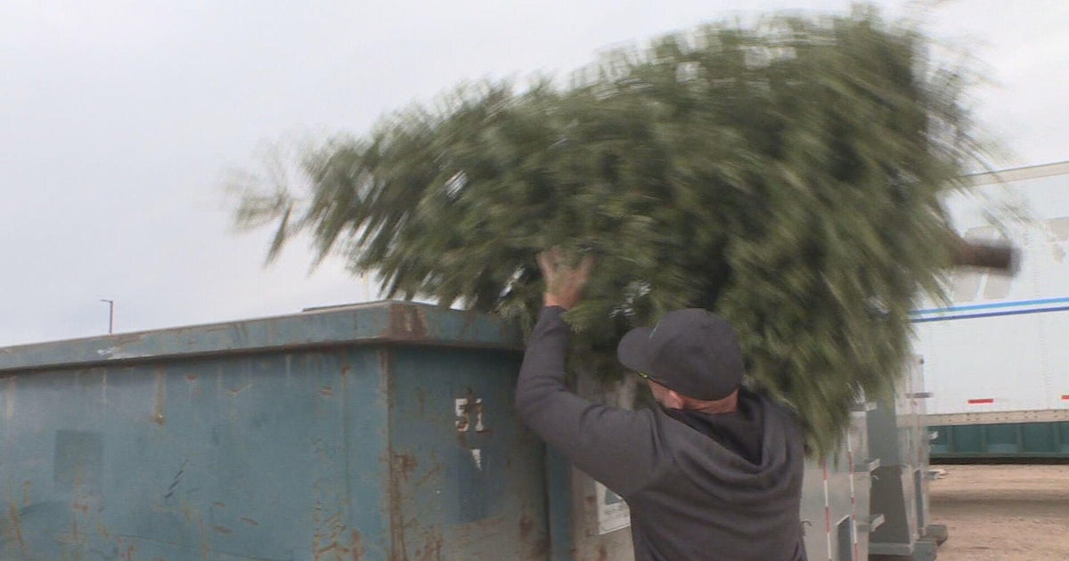 How to get rid of your Christmas Tree in North Texas - CBS Texas