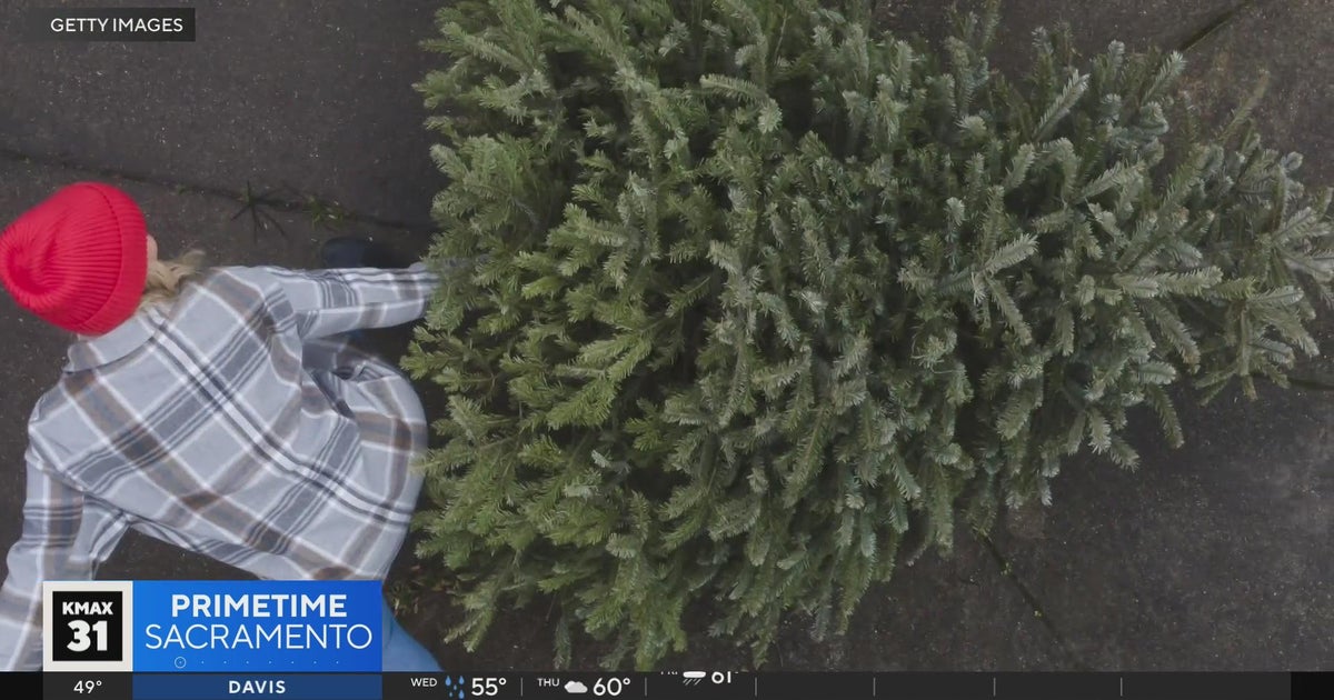 The Answer: What to do with your Christmas tree