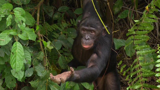 1226-60minutes-bonobos-2555282-640x360.jpg 