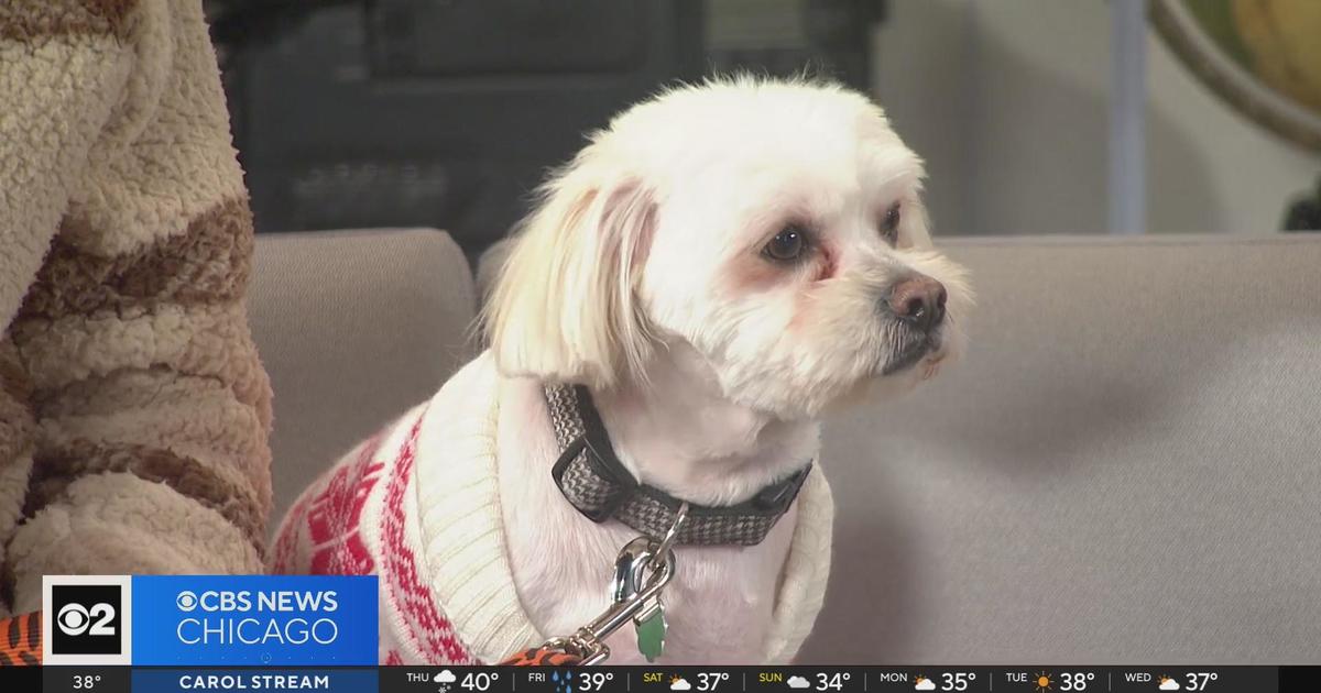 Pet Rescue Spotlight: Famous Fido - CBS Chicago