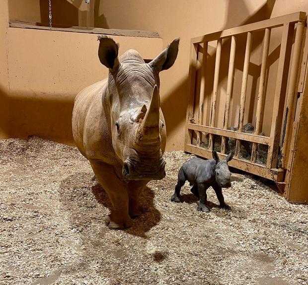Kiazi and her newborn calf at Atlanta Zoo 
