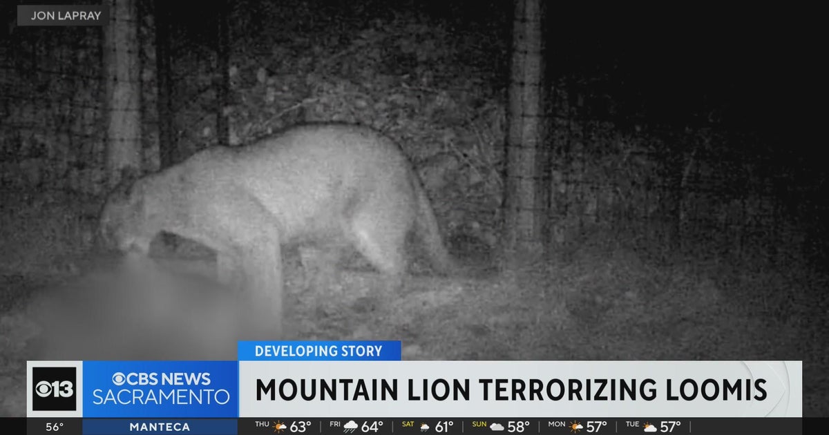 Placer County community on edge after mountain lion attacks livestock