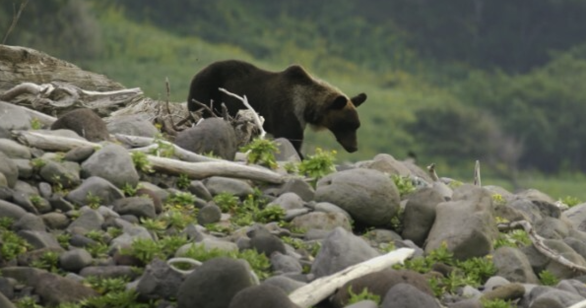 Япония отбелязва рекорден брой атаки на мечки, тъй като обсегите се увеличават