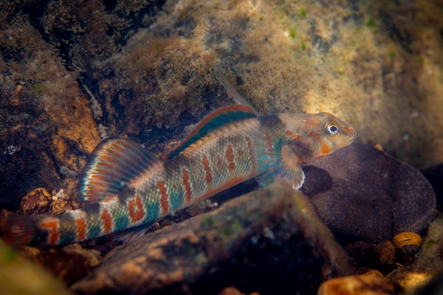 Endangered Species Act Spending 