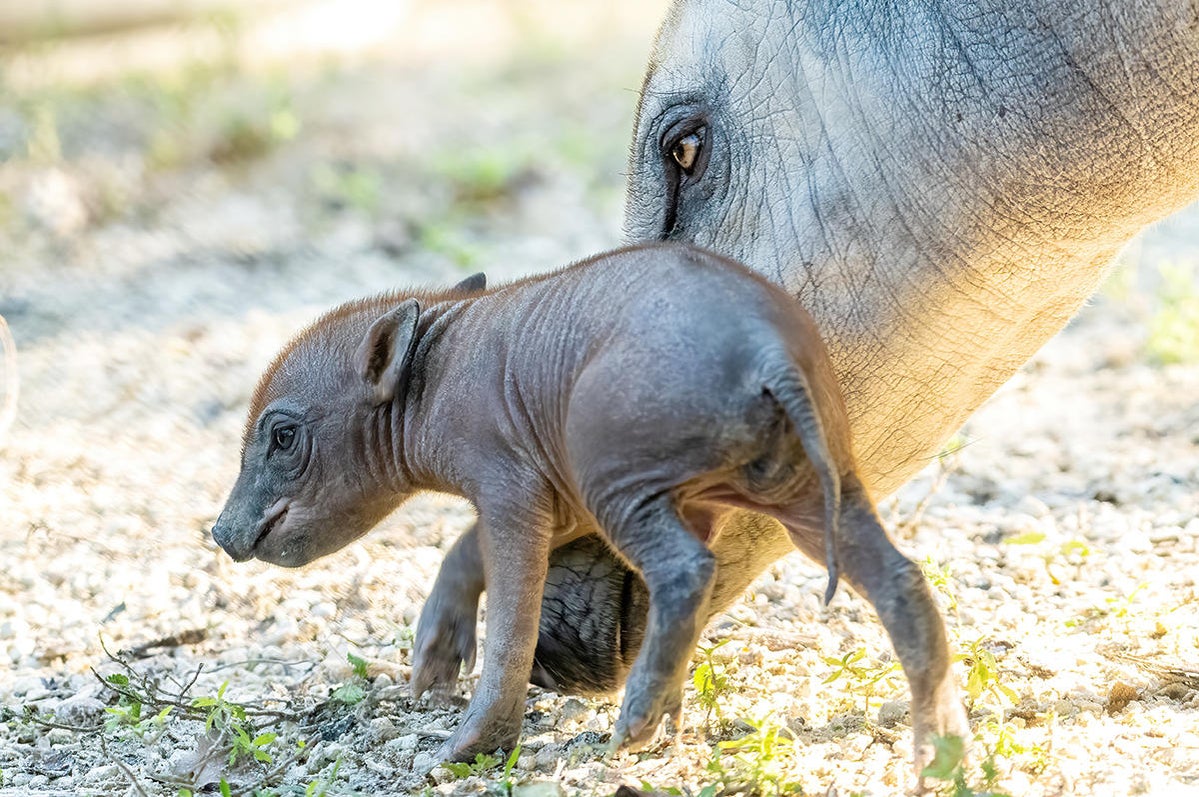 Zoo Miami welcomes birth of 