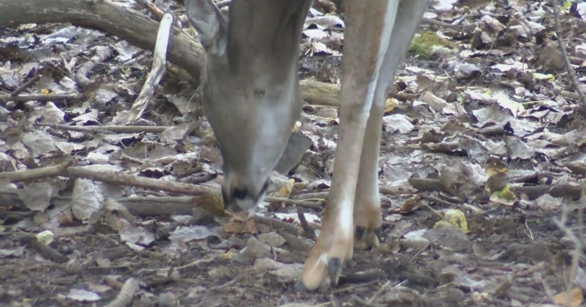 Livonia homeowners could be responsible for removing deer carcasses