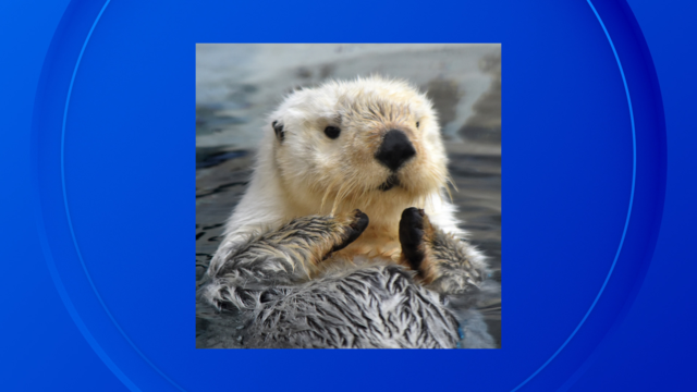 Ollie, Detroit Zoo sea otter 