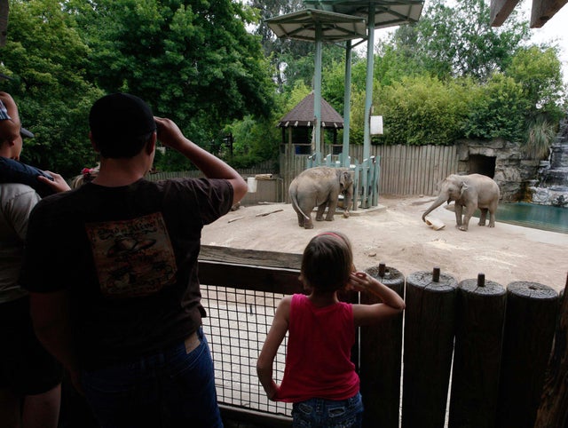 Elephants Health Kick at Zoo