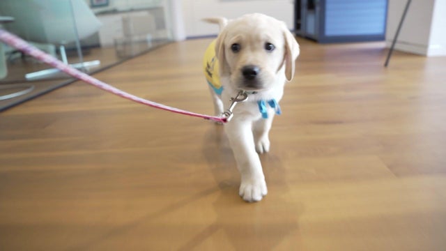 Senator Ted Budd To Host Bicameral Press Conference On Working Dog Commemorative Coin Act
