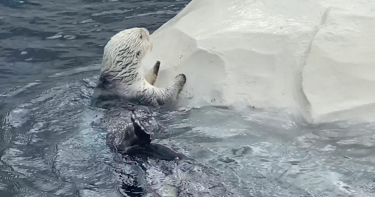 Ollie the sea otter at the Detroit Zoo dies CBS Detroit(01)