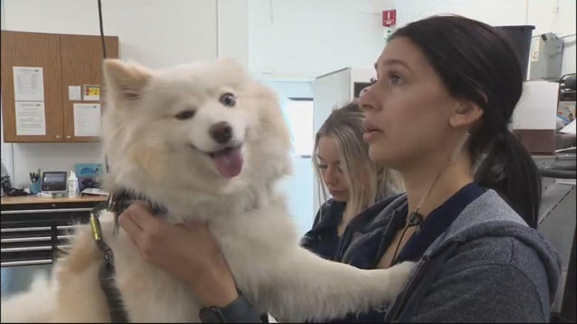 dog-at-vet.jpg