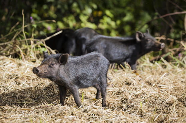 Feral pigs 