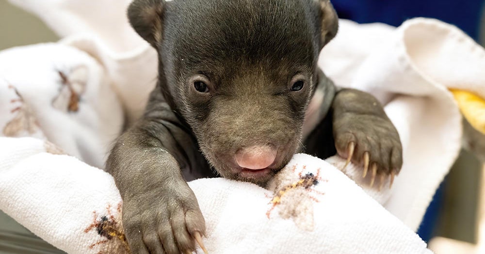 Zoo Miami celebrates beginning of sloth bears Zoo Miami celebrates beginning of sloth bears