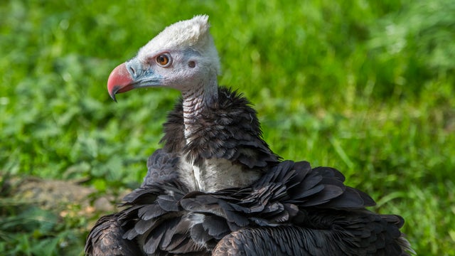 White-headed vulture.