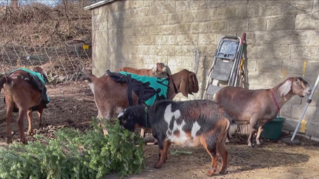 kdka-allegheny-goatscape-christmas-trees.png