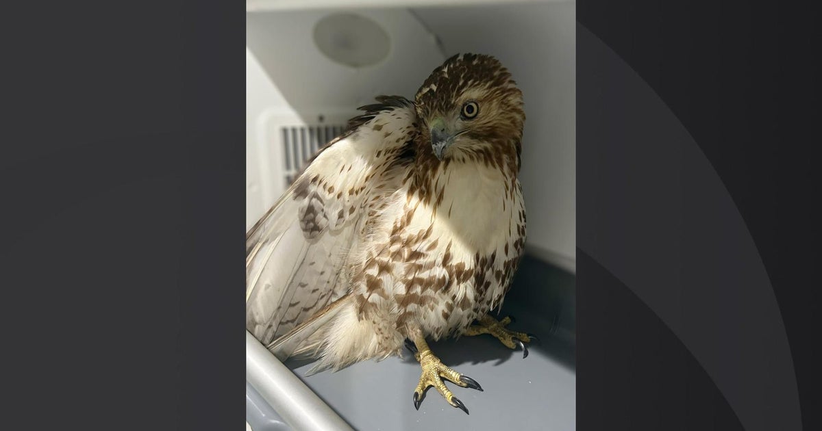 Plow driver helps save injured hawk on highway during snow storm - CBS ...