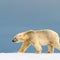 Avian flu kills polar bear for first time ever