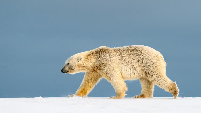 Side view of polar bear walking on snow covered field,Arctic National Wildlife Refuge,Alaska,United States,USA 