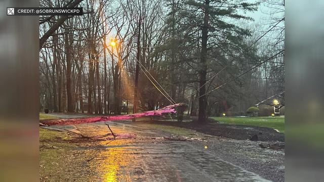 A fallen tree leans on power lines. 