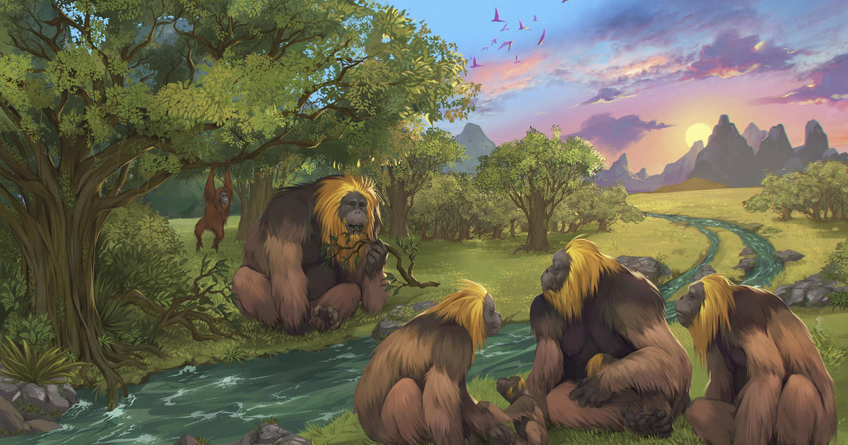 The Extinction of Gigantopithecus Blacki: How Climate Change Affected the Largest Ape to Ever Live