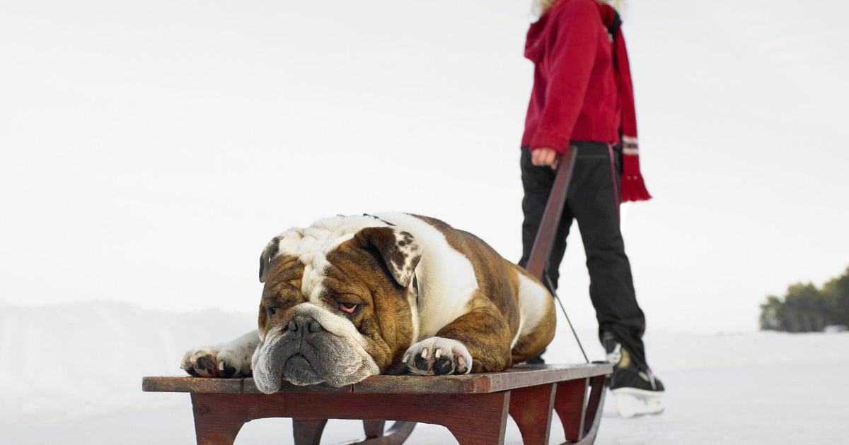 Why your pet requires pet insurance policy this January Why your pet requires pet insurance policy this January