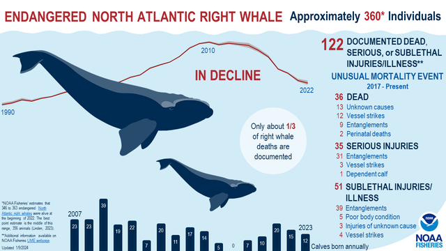 North Atlantic right whale 