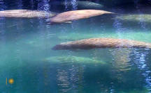 Extended Nature Video: Manatees in Florida 