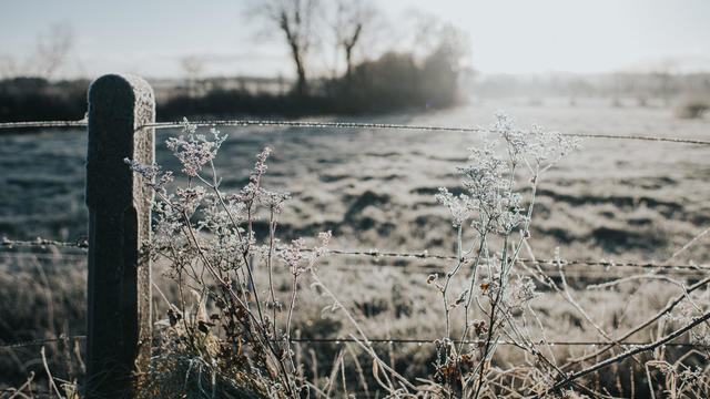 Frozen Cowslip in front of a Frosty Field 