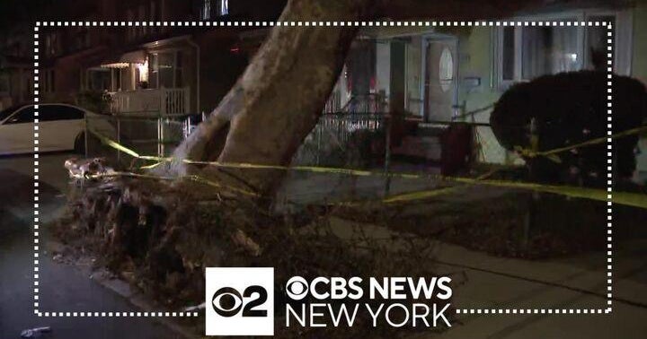 Wind may be to blame for tree falling on house and scaffolding collapse ...